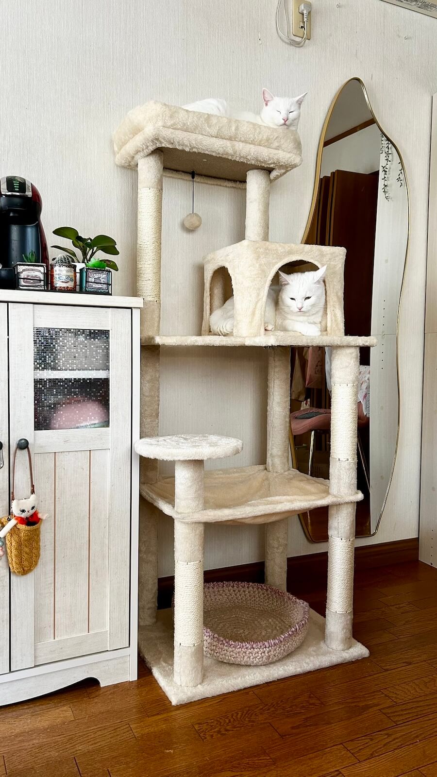 完成したキャットタワーでくつろぐ双子の姉妹猫