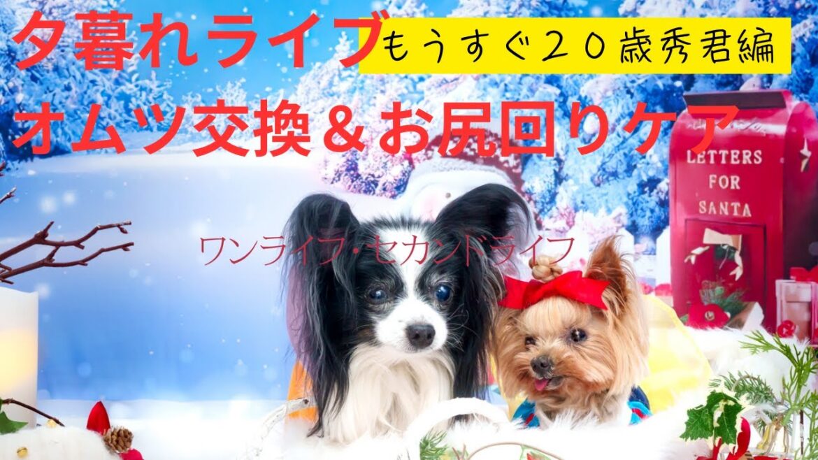 夕暮れライブ　老犬　リアル介護　もうすぐ20歳秀君編　オムツ交換&お尻周りケア8/31
