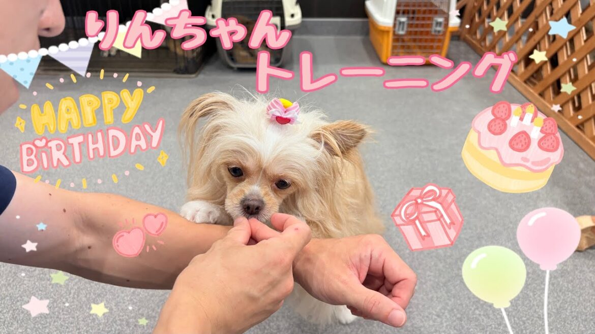 【犬の幼稚園】りんちゃんトレーニング(万代店)