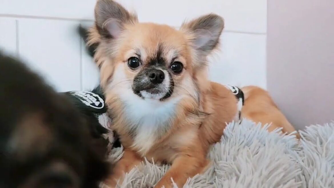 【チワワ】ロングコートチワワの兄弟♪オーナー様募集中❤️#チワワ#ロングコートチワワ#チワワブリーダー#プリティードッグ