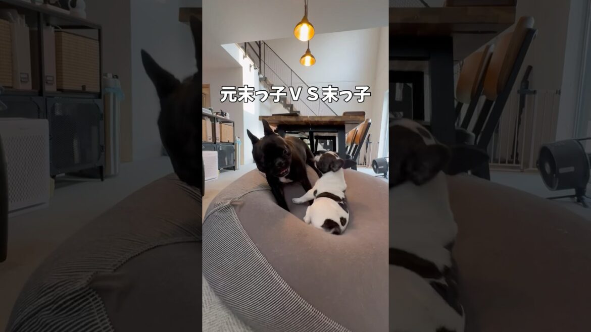 ビビりの元末っ子兄ちゃん頑張ってます✊#shorts#shortsvideo #frenchbulldog #frebull #フレンチブルドッグ #フレブルパピー#フレブル7兄弟