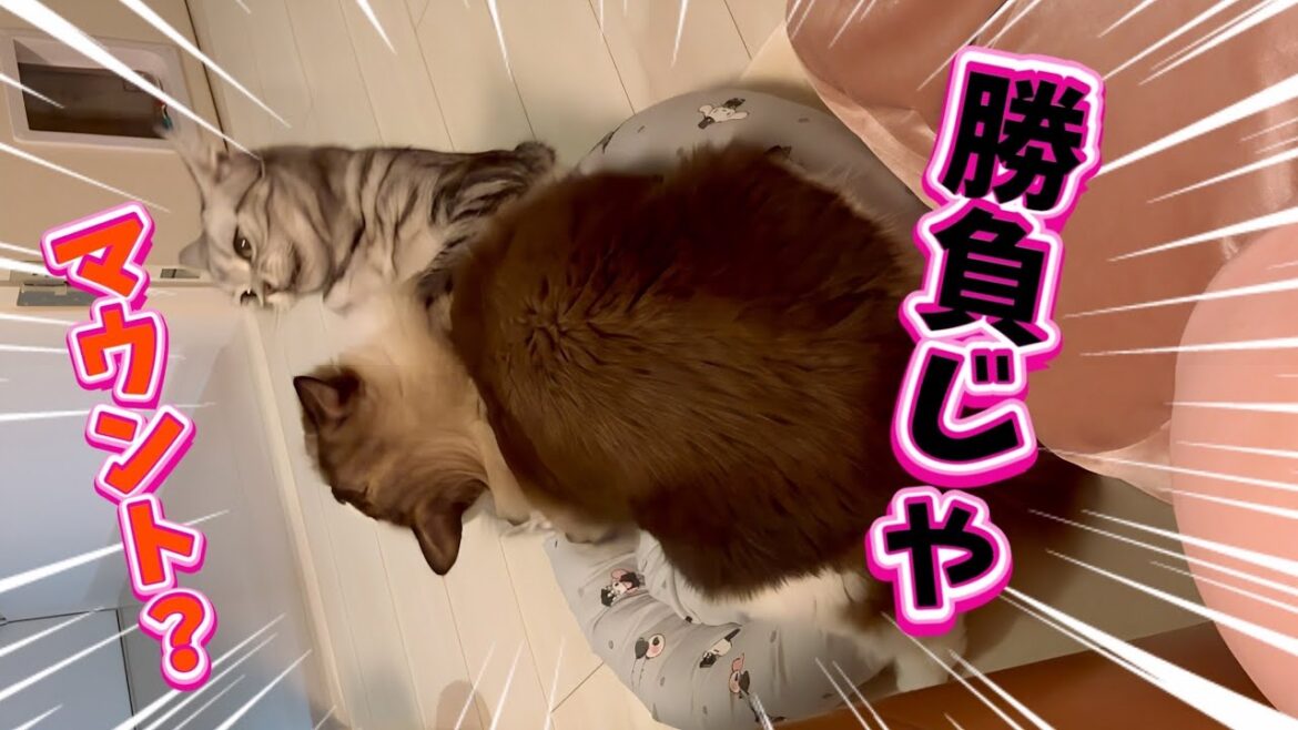 【どうするのが正解？】デカい後住猫の激しめマウント見守るべき？止めるべき？😈