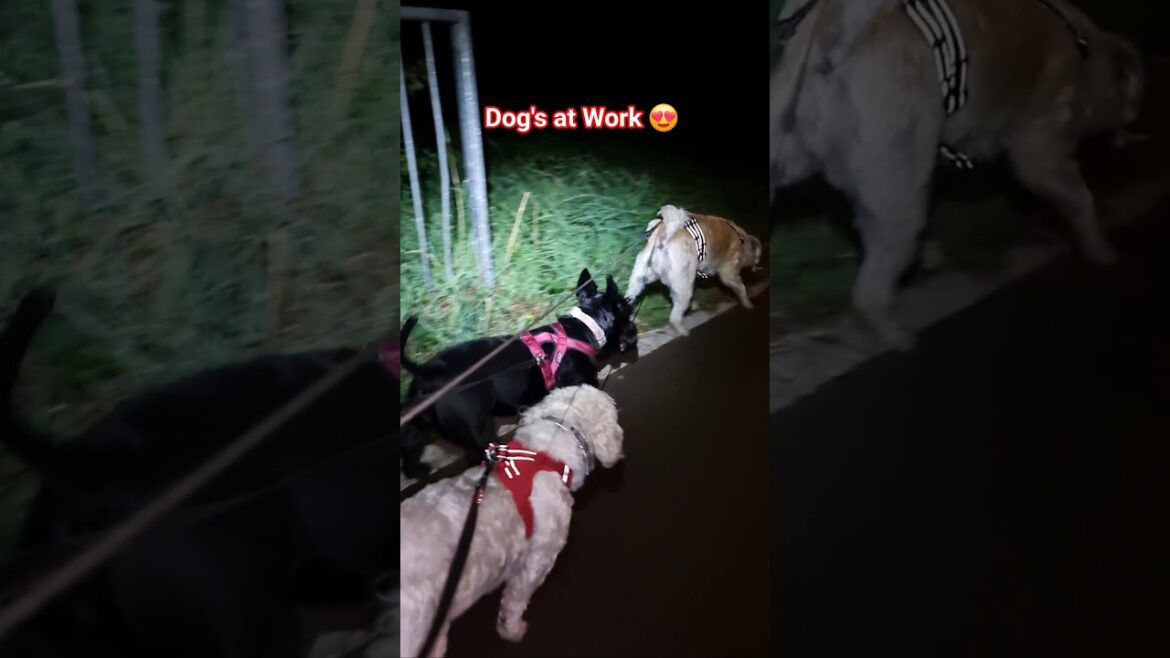 Terrier Doggies at Work ๐ Terrier Doggies at Work ๐