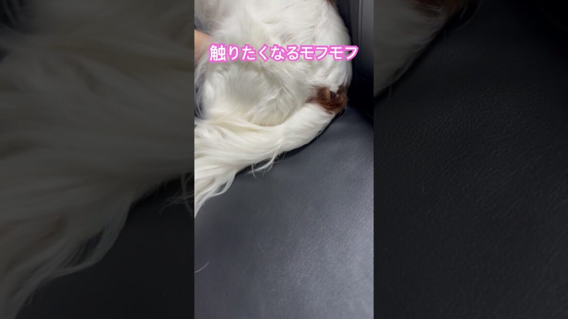 触りたくなるモフモフなキャバリアキングチャールズスパニエルさんのお尻 #キャバリア 触りたくなるモフモフなキャバリアキングチャールズスパニエルさんのお尻 #キャバリア
