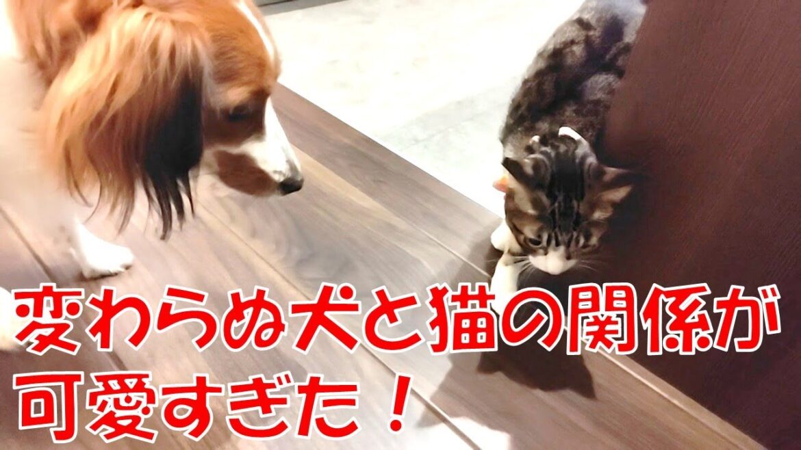 小さい頃から変わらぬ距離感【コーイケルホンディエ】【保護猫】