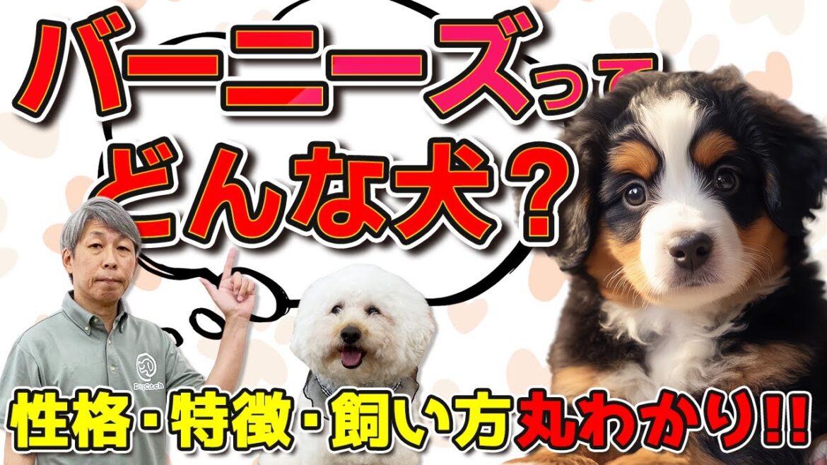 バーニーズマウンテンドッグってどんな犬?性格や特徴・しつけのポイントをドッグトレーナーが徹底解説 バーニーズマウンテンドッグってどんな犬?性格や特徴・しつけのポイントをドッグトレーナーが徹底解説