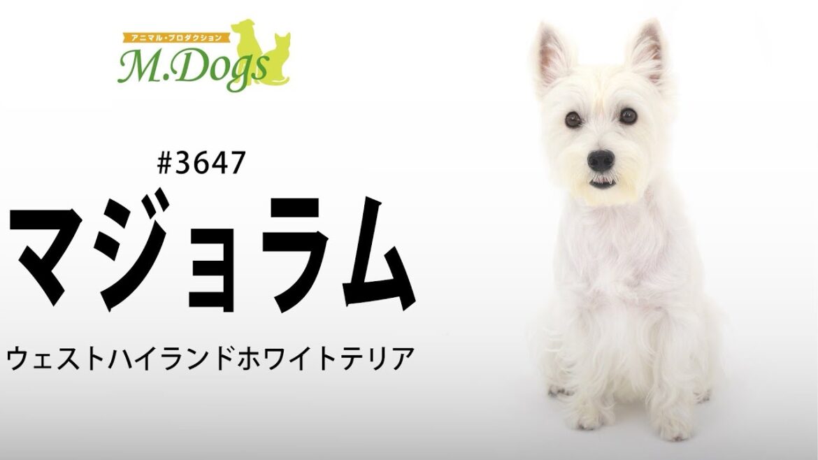 ペットモデル #3647 ウエストハイランドホワイトテリア「マジョラム」【指示で吠えろ】