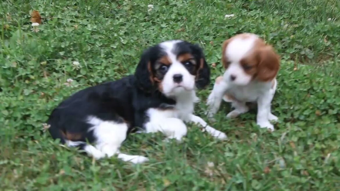 Cavalier King Charles Spaniel Puppies For Sale
