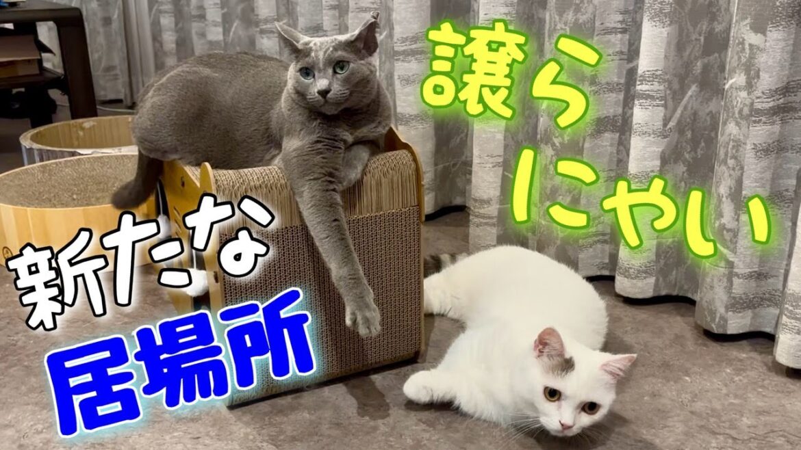ロシアンブルー | TEMUの爪とぎハウス、猫目線での評価は？ [Russian Blue cat Kotetsu]