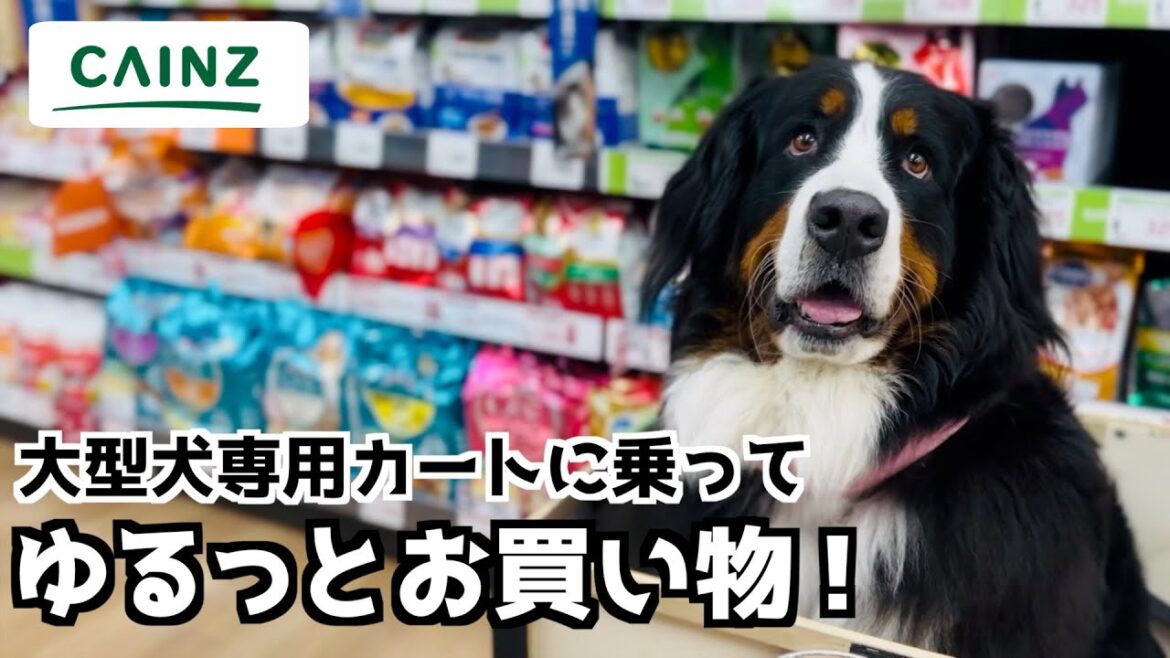 カインズの大型犬専用カートに乗ってバーニーズとお買い物🐾 カインズの大型犬専用カートに乗ってバーニーズとお買い物🐾