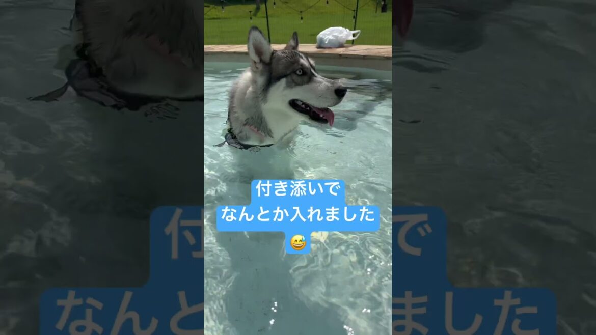 ハスキー初めてのプール！ #癒し #赤ちゃん #シベリアンハスキー #husky #siberianhusky #可愛い #huskylife #ハスキー #プール #summer #shorts