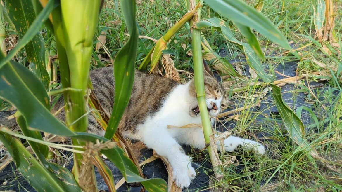 茎に噛みつき葉っぱをかじる猫さん