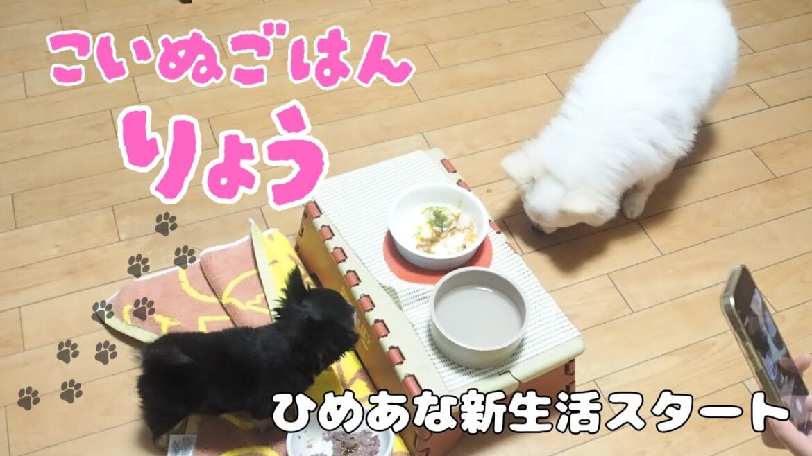 【子犬ごはん量まとめ】姉犬のごはんがおいしそう‼真似っこ大好き妹犬チワワ 【子犬ごはん量まとめ】姉犬のごはんがおいしそう‼真似っこ大好き妹犬チワワ