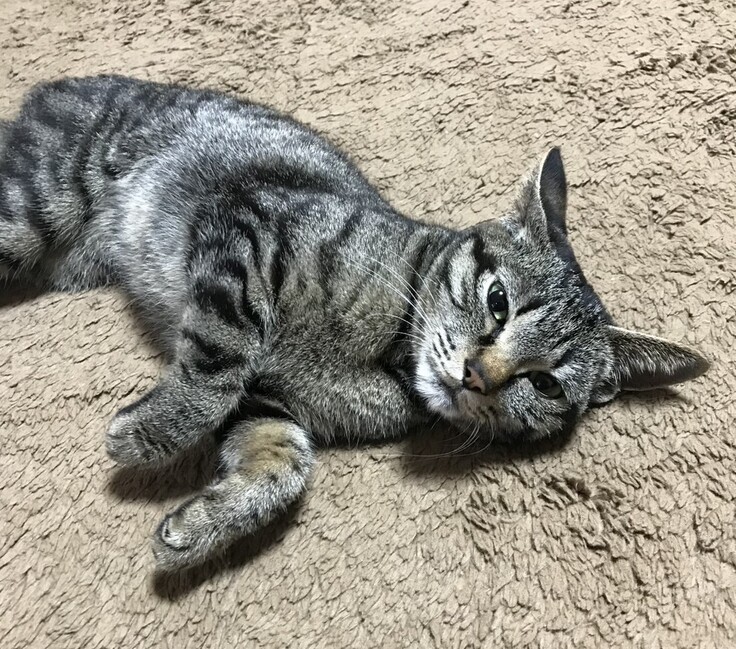 ミーコちゃん