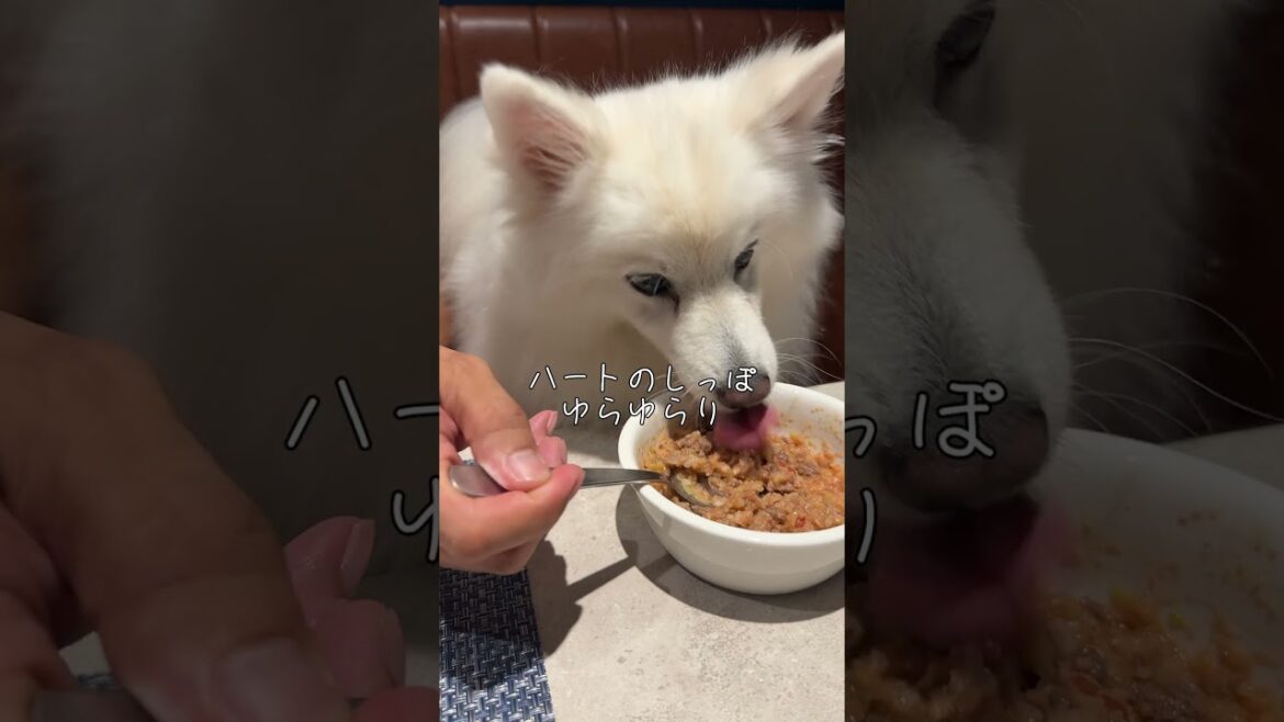 愛犬と泊まれるリゾートホテル「ドギーズ コースト 大洗」 #Doggy's Coast Oarai #日本スピッツ #travel #大洗  #ホテル #茨城 #オールインクルーシブ