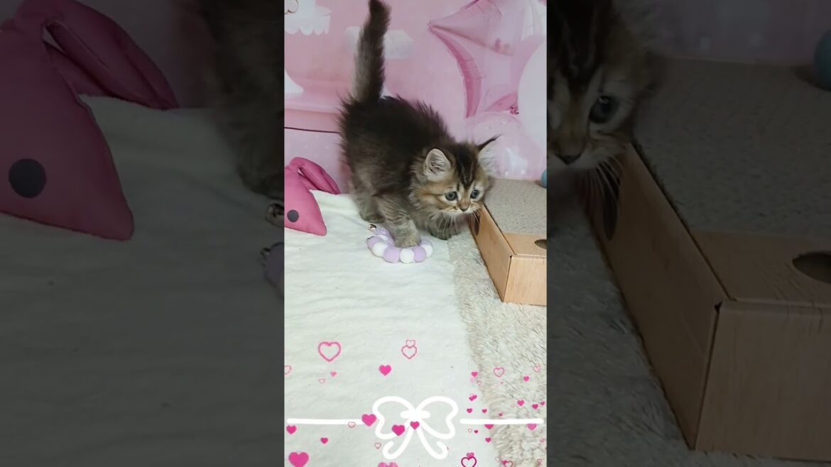 【ご家族様募集中】長足マンチカン女の子♡ #cat t #かわいい子猫 #kitten #子猫 #cute #子猫ブリーダー #短足マンチカン #短足ミヌエット #子ネコ #子猫 #好きな子猫