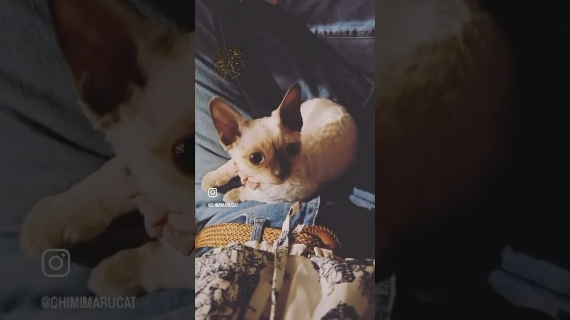 Nite Nite 🐱😺🌙 #devonrex #catsiblings #デボンレックス子猫 #kitten