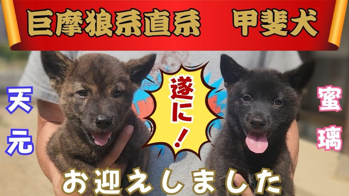 巨摩狼系直系　甲斐犬の子犬たち！天元と蜜璃を迎えました