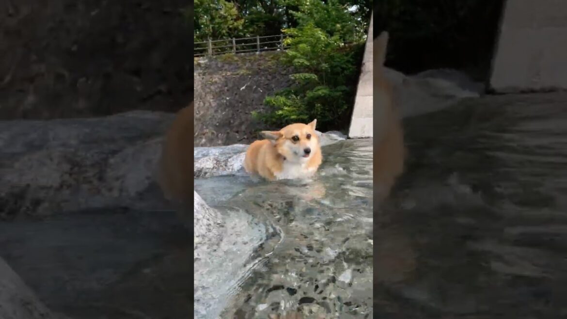 川を横切るコーギー / A corgi crossing the stream. #コーギー #corgi #川遊び