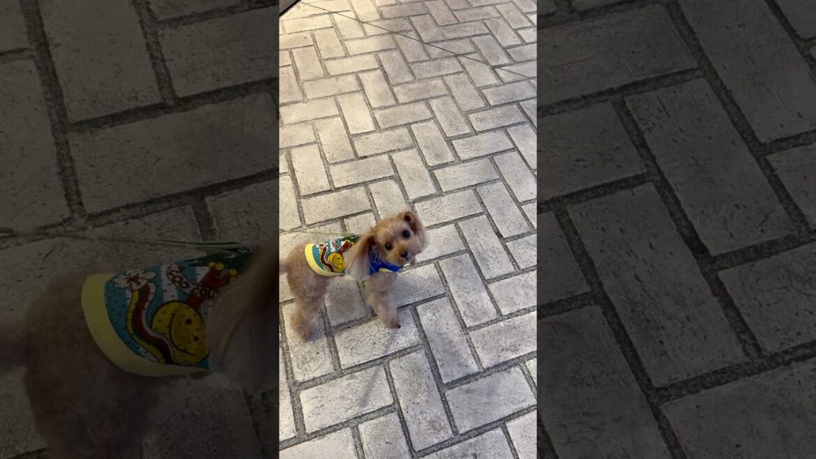 #teacuppoodle #ティーカッププードル #toypoodle #トイプードル #poodle #プードル