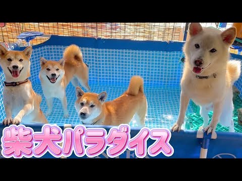 プールの中が柴犬まみれで最高です! プールの中が柴犬まみれで最高です!