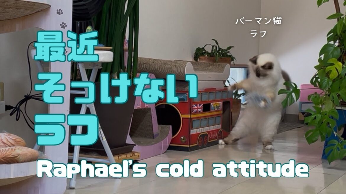 バーマン猫ラフ【最近そっけないラフ】Raphael's cold attitude（バーマン猫）Birman/Cat
