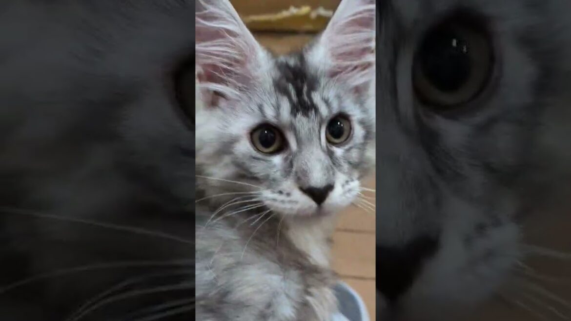 可愛いシルバーの女の子のぶちゃん