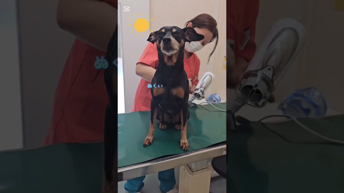 苦手なシャンプーを頑張るミニピン【ミニチュアピンシャー犬のムーちゃん】#shorts　#dog　 #犬のいる生活