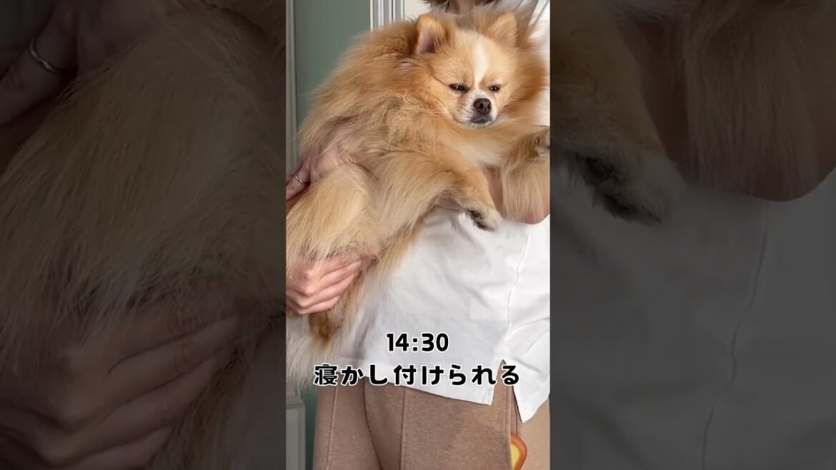 何もなくてもハッピー犬#dog #犬#pomeranian #ポメラニアン#犬のいる暮らし