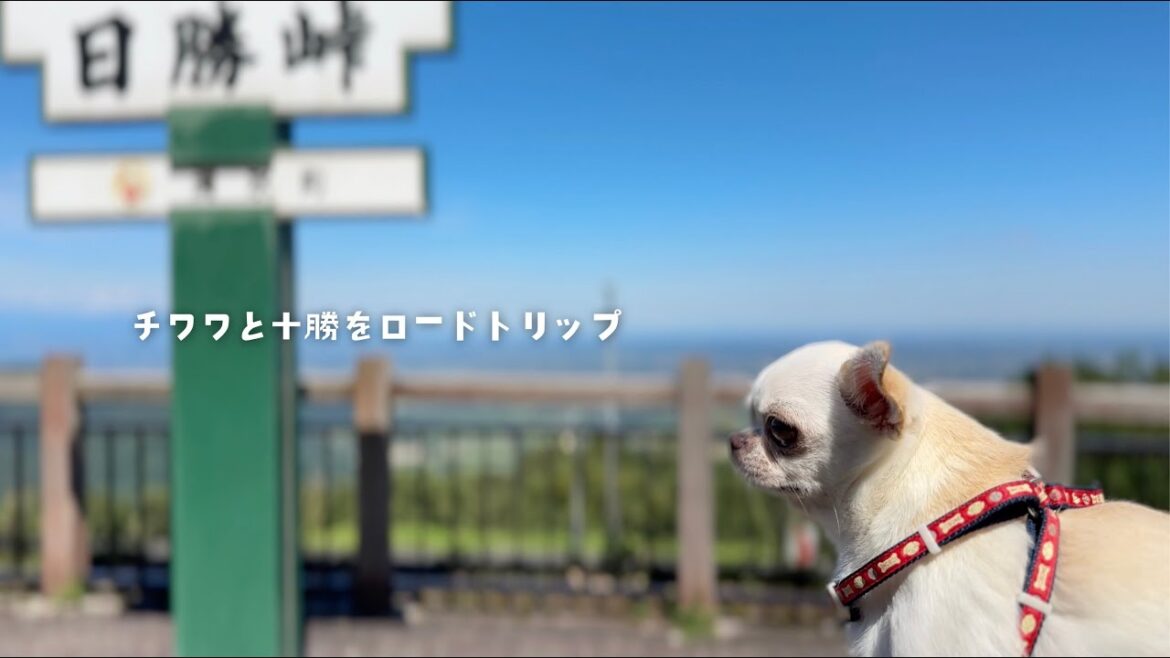 【チワワと十勝ロードトリップ】ますやパン麦音／十勝の風景／ナイタイ高原／おうちで焼肉　#北海道