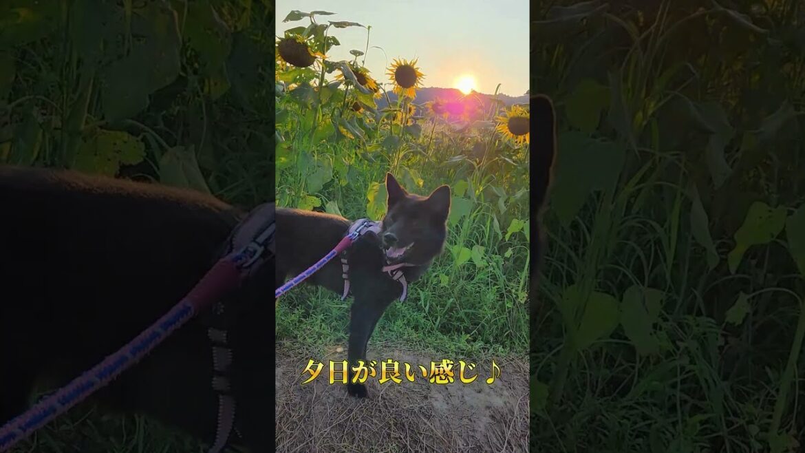 【甲斐犬】ひまわり畑の真ん中歩いてみた! 【甲斐犬】ひまわり畑の真ん中歩いてみた!