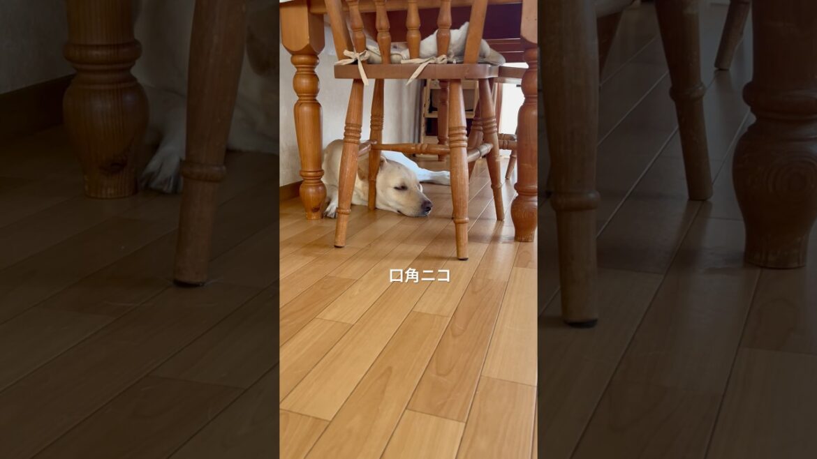 最後の白目が笑 #labrador #ラブラドールレトリバー #dog