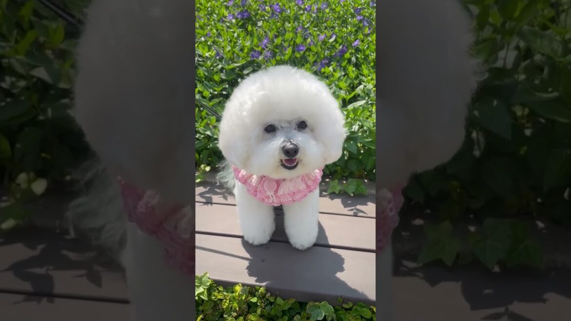 トリミングしたばかりのビションフリーゼ