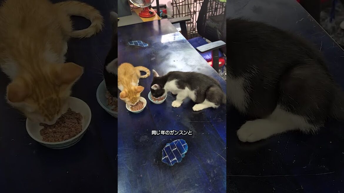 猫に食事の平和はない