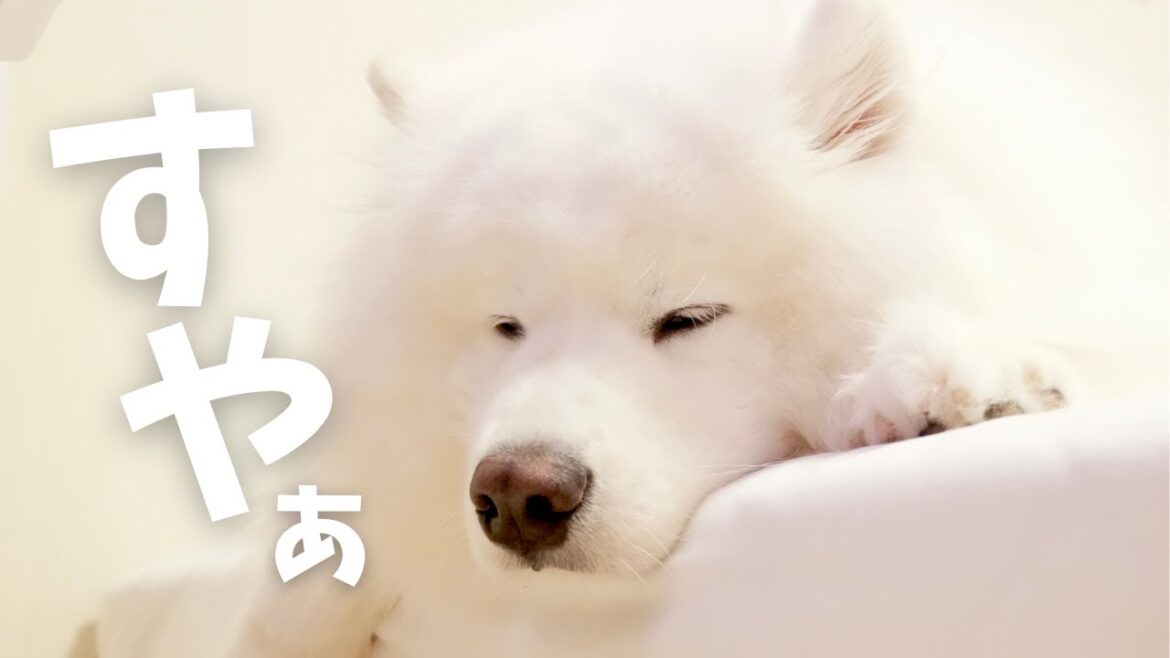 気づいたらサモエドが寝室で寝てた日