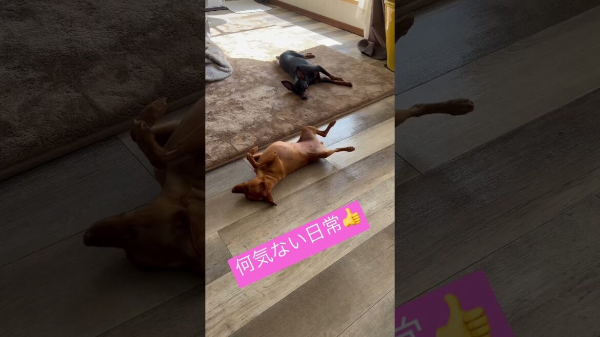 のんびり休日😪💤 #miniaturepinscher #ミニチュアピンシャー #ミニピン #犬　#shorts