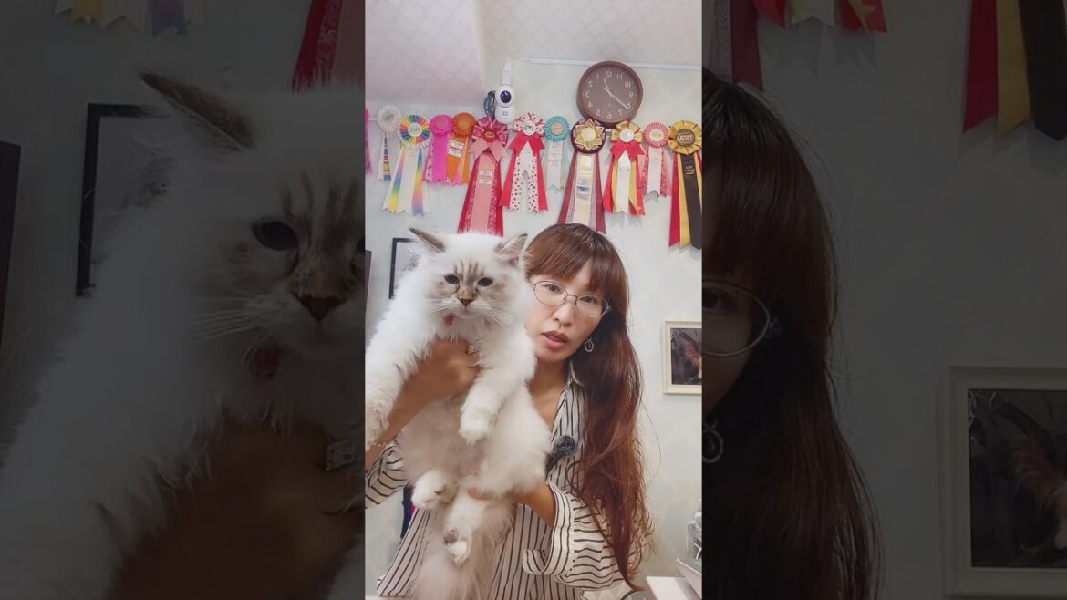 #抱っこができる #サイベリアン の#子猫 ご紹介ライブ4😻 #猫のいる暮らし を始めるなら、吉祥寺のサイベリアン専門店ロイヤルキャッツで💖 #ペットショップ