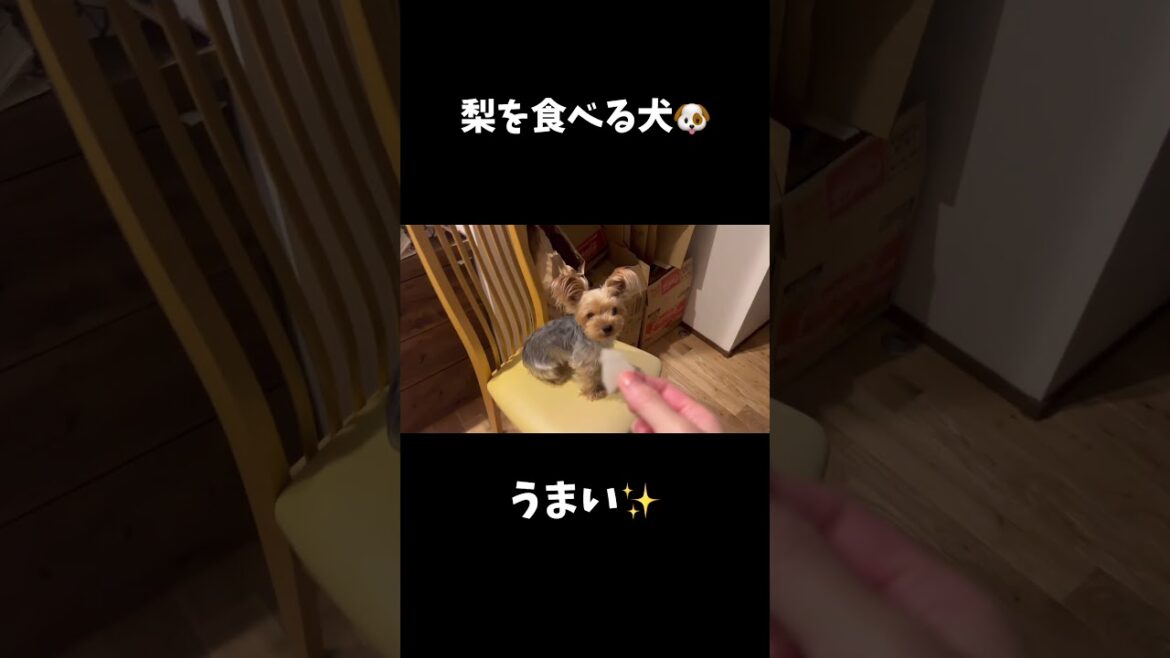 梨が美味しいねぇ🐶#ヨーキー #ヨークシャーテリア #yorkie #yorkshireterrier #可愛い #癒し #おやつ #梨 #doglife #animal #shorts