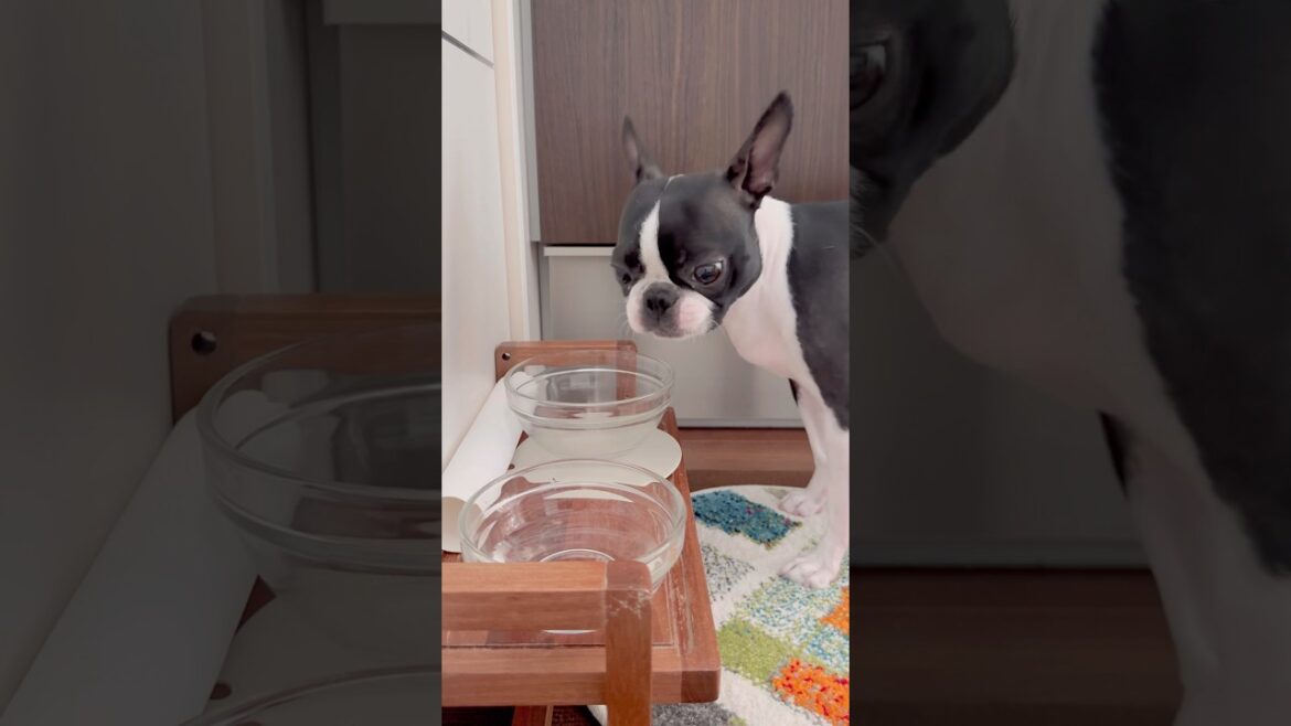 おはよう！メルの朝ごはん #ボストンテリア #ボステリ #bostonterrier