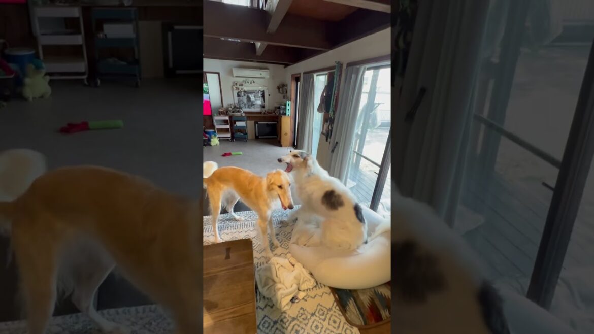 #ボルゾイ#borzoi#超大型犬#シルケンウィンドハウンド