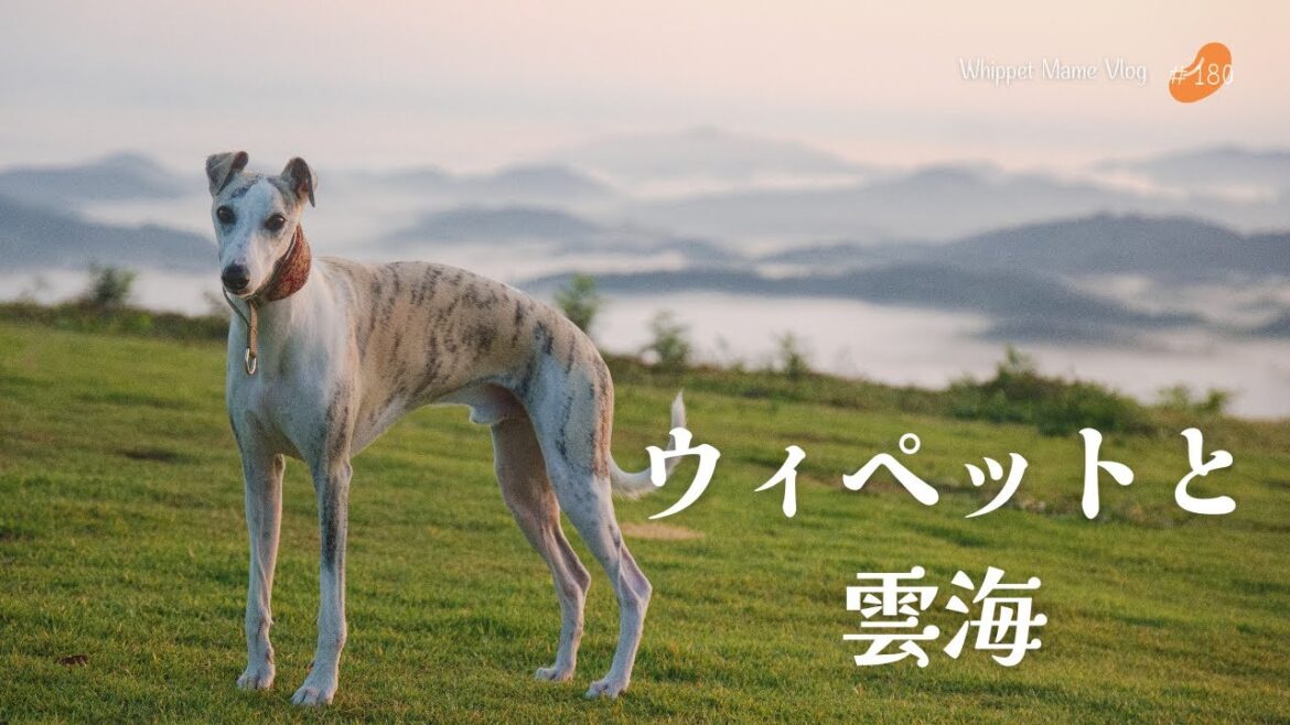 ウィペットと雲海の中の散歩が綺麗すぎる　#180