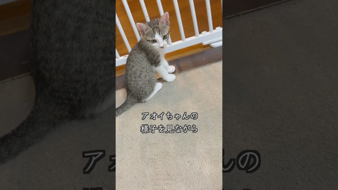 母猫の本能が突然暴走し、心臓病の子猫を拒否!?🐱 #shorts  #子猫動画 #保護子猫 母猫の本能が突然暴走し、心臓病の子猫を拒否!?🐱 #shorts  #子猫動画 #保護子猫