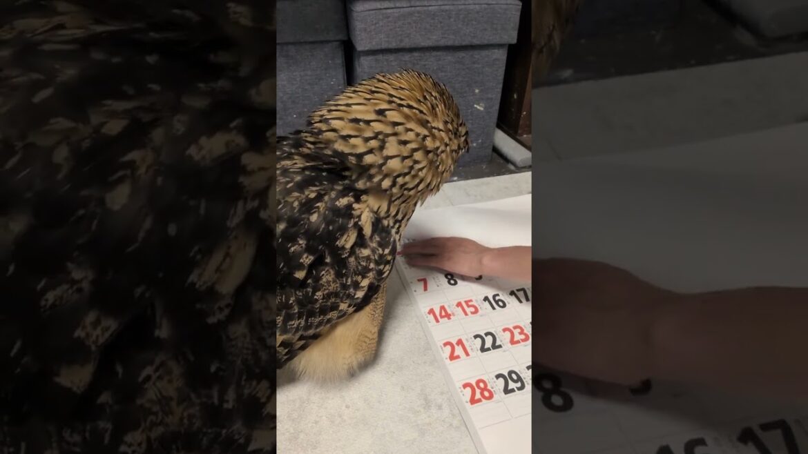 カレンダーめくりを眺めるフクロウ(〇v〇)