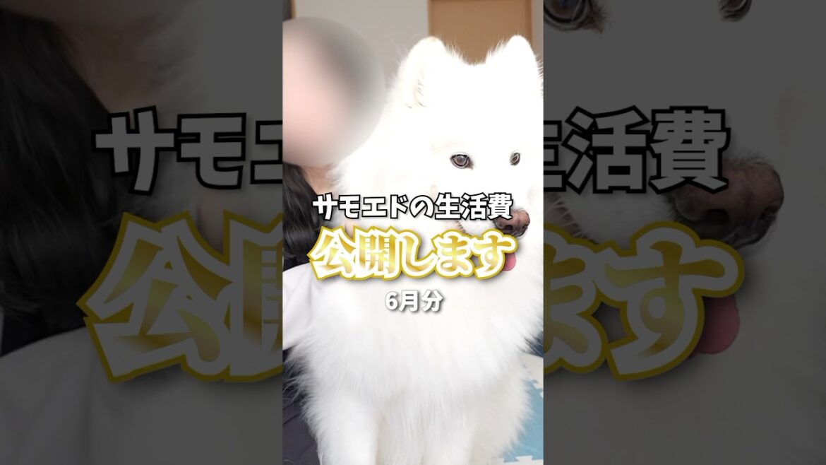 【初公開】サモエドの生活費公開します！6月分 #samoyed #サモエド #癒し