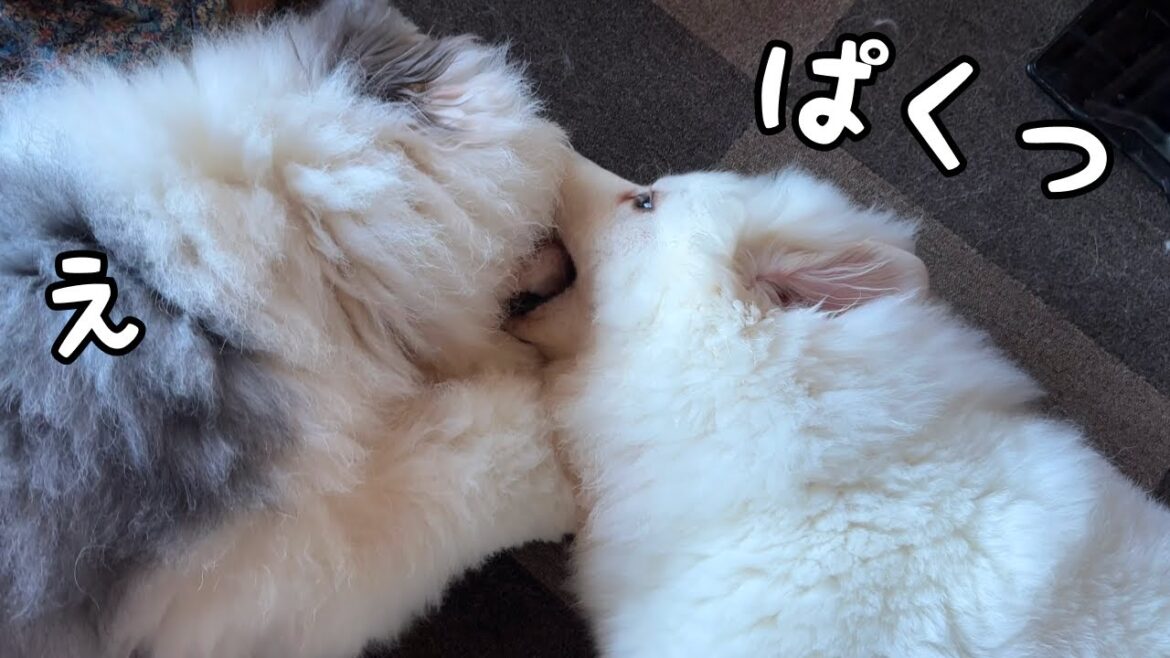 【まさか】大好きな弟と別れを惜しんでいると顔面を丸かじりされてしまう超大型犬w｜グレートピレニーズ&オールドイングリッシュシープドッグ&トイプードル