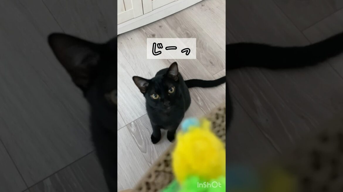 狙う黒猫　#ボンベイ #子猫 #cat #ねこ #ねこのいる生活 #猫のいる暮らし #猫 #ネコ #かわいい #おもちゃ #癒やし #セリア #猫壱