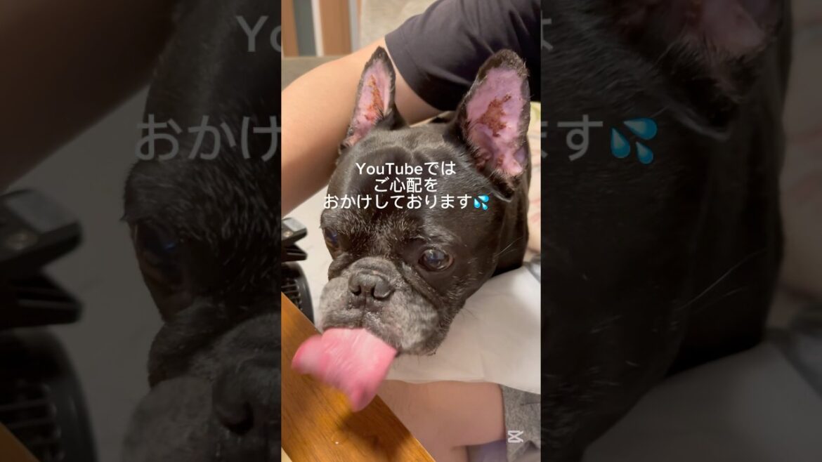 お耳治ってきてます❤️ #Shorts