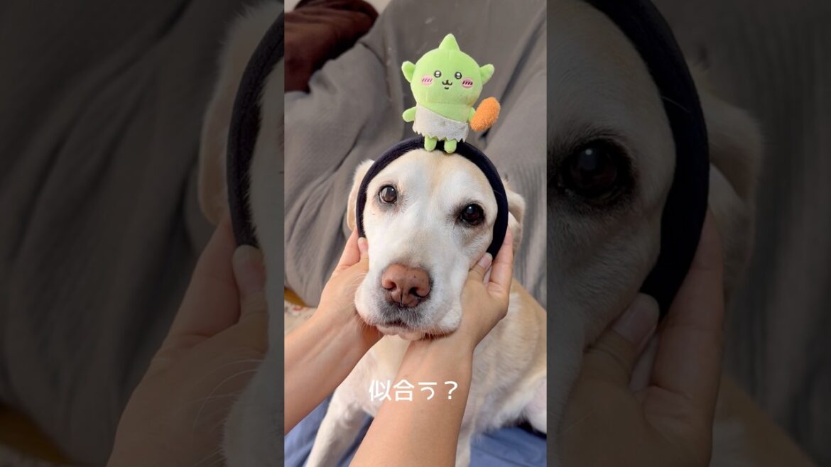 ゴブリンのカチューシャをつけるプリン #ラブラドールレトリバー #14歳 #可愛い