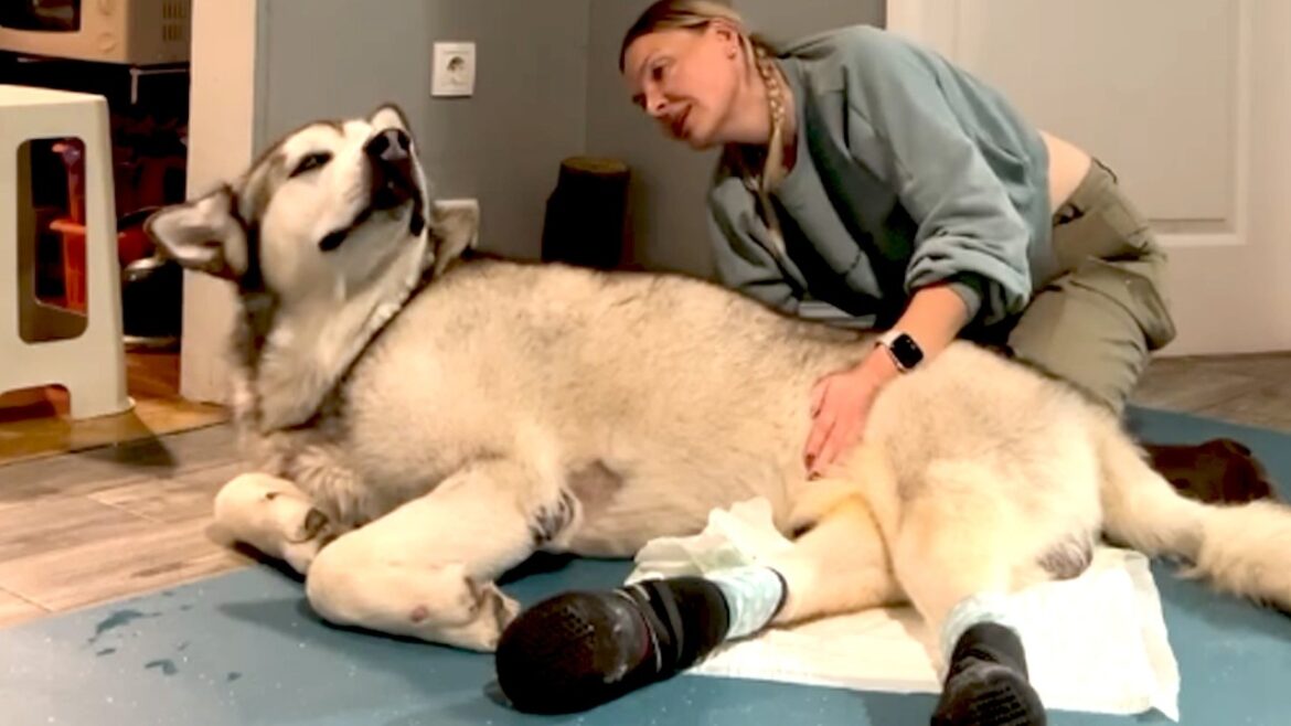 This Paralyzed Malamute Was Broken — Then the Ocean Gave Him Freedom