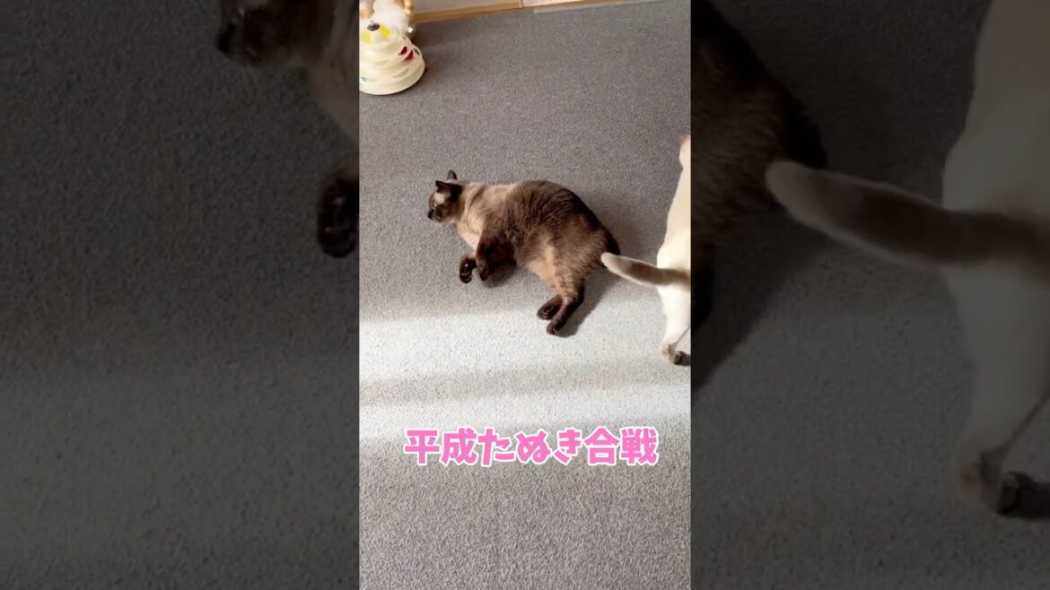 シャムミックスってタヌキと間違うよね⁉️【猫アフレコ】